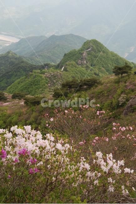 봄,산,꽃,자연,하늘,자연,풍경,nature,landscape,slope,경사,outdoors,옥외
