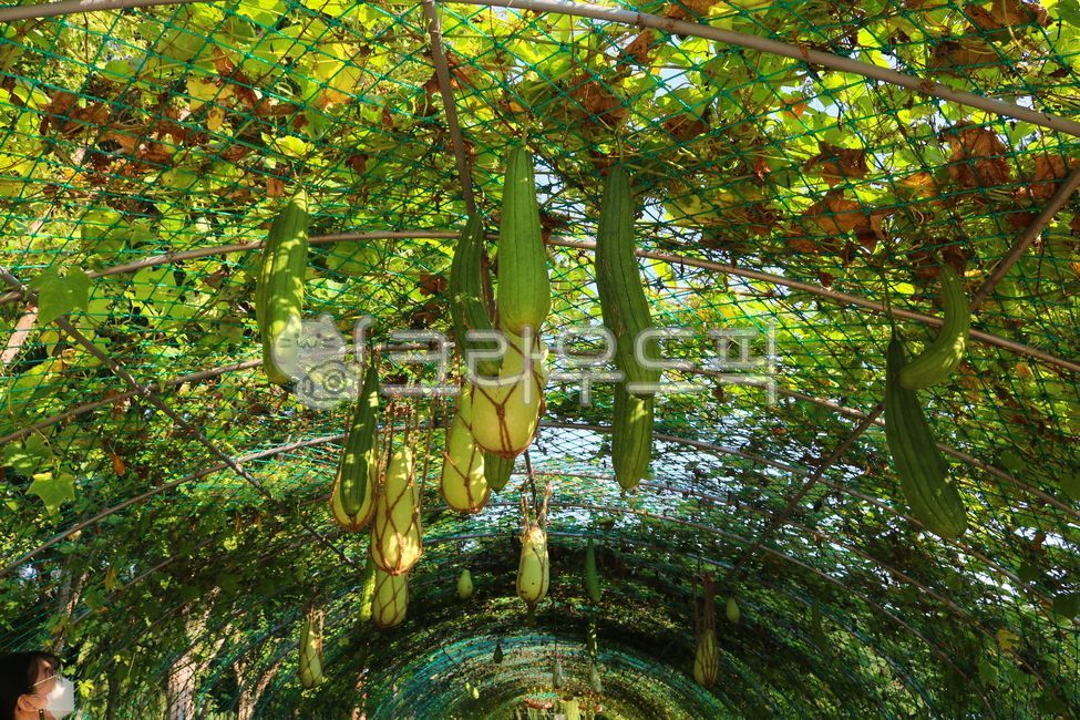 Gourd,ingredient,Fruit,nature,Scrubbers,plant,Cucurbitaceae,loofah cucumber,leaf,food,vine plant