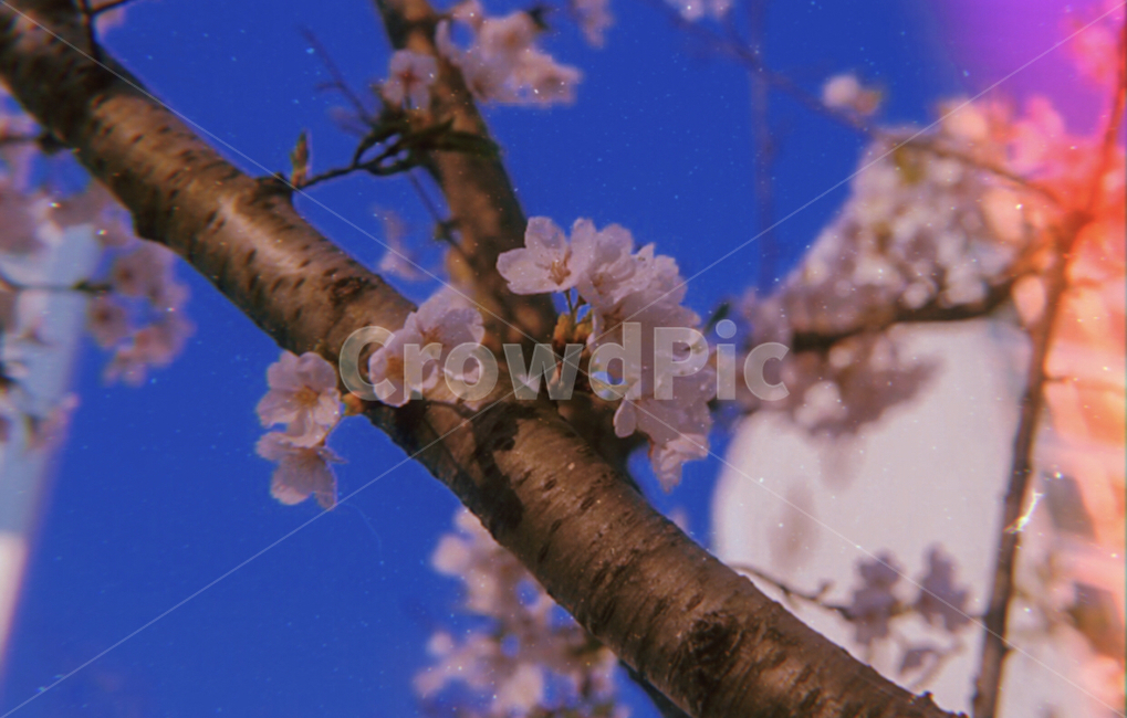 blossom,flowers,spring,봄,벚꽃,꽃,나무,자연