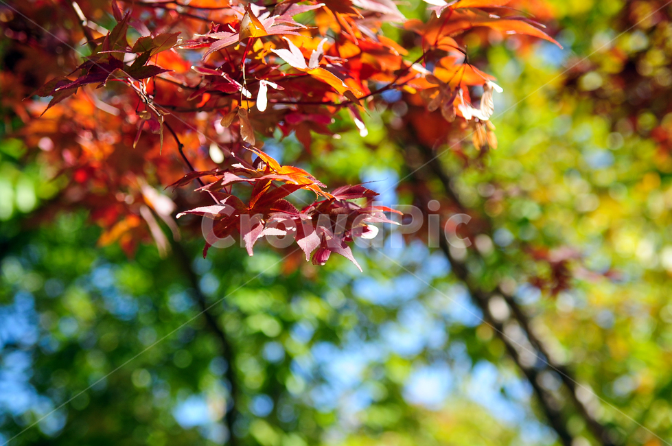가을,단풍,가을단풍,나무,식물,잎,plant,tree,leaf,가을,계절,fall,autumn,season,자연,풍경,nature,landscape,식물,plants,maple
