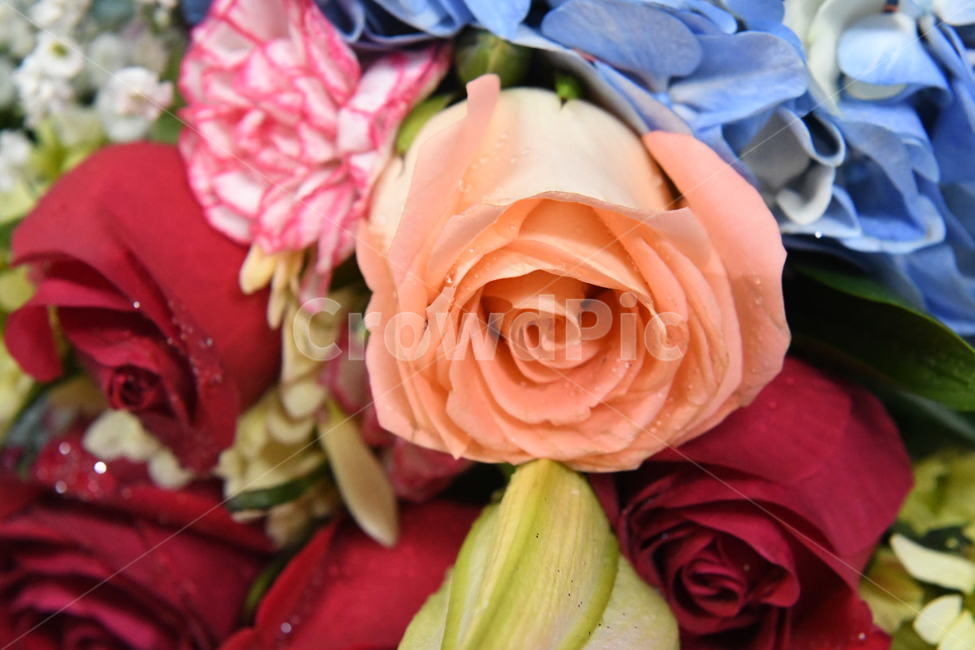 꽃다발,플라워,꽃,장미,안개꽃,꽃,flower,기념일,축하,anniversary,congratulation,celebrate,celebration