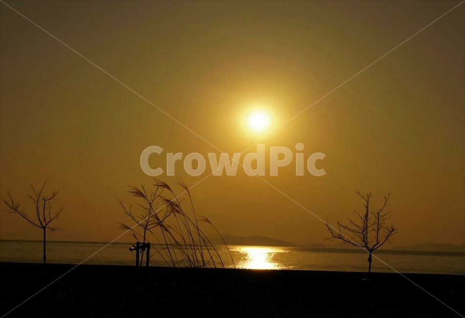 일몰,저녁놀,해질녁,하늘,나무,자연,풍경,자연풍경,sky,trees,석양,억새,자연,풍경,nature,landscape,sunlight,햇빛,outdoors,옥외