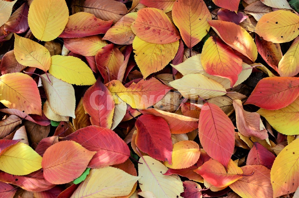 낙엽,가을,가을낙엽,나뭇잎,단풍,자연,fall,autumn,가을,계절,fall,autumn,season,leaf,잎,plant,식물,veins,정맥