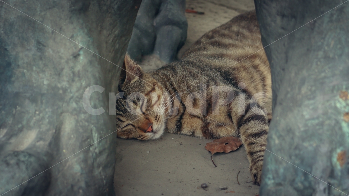 고양이,동물,야생동물,색감,감성,cat,길고양이,동물,animal,포유류,mammal,고양이,cat,kitten,kitty
