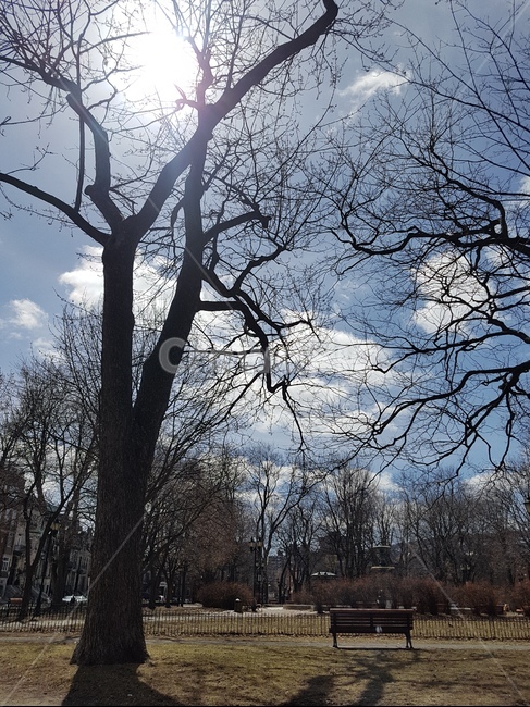 treetrunk,나무줄기,plant,식물,tree,나무,공원