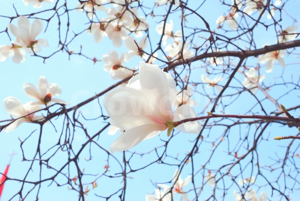 목련,꽃,하늘,파랑,맑은날,자연,여름,가을,계절,초록,공원,산책,나뭇잎,조경,오후,식물,사진자료,배경,배경사진,풍경,겨울,봄,환경,봄꽃,실외,낮,봉오리,꽃봉오리,나무,나뭇가지,향기,나들이,여행,힐링,디자이너,콘텐츠,잡지광고,광고,영상,자료,사보,카다로그,브로셔,뉴스레터,출판,편집,홈페이지,웹,모바일,출력,전단지,교과서,단행본,학습지,봄,계절,spring,season,식물,자연,plants,nature,꽃,flower,plant,blossom