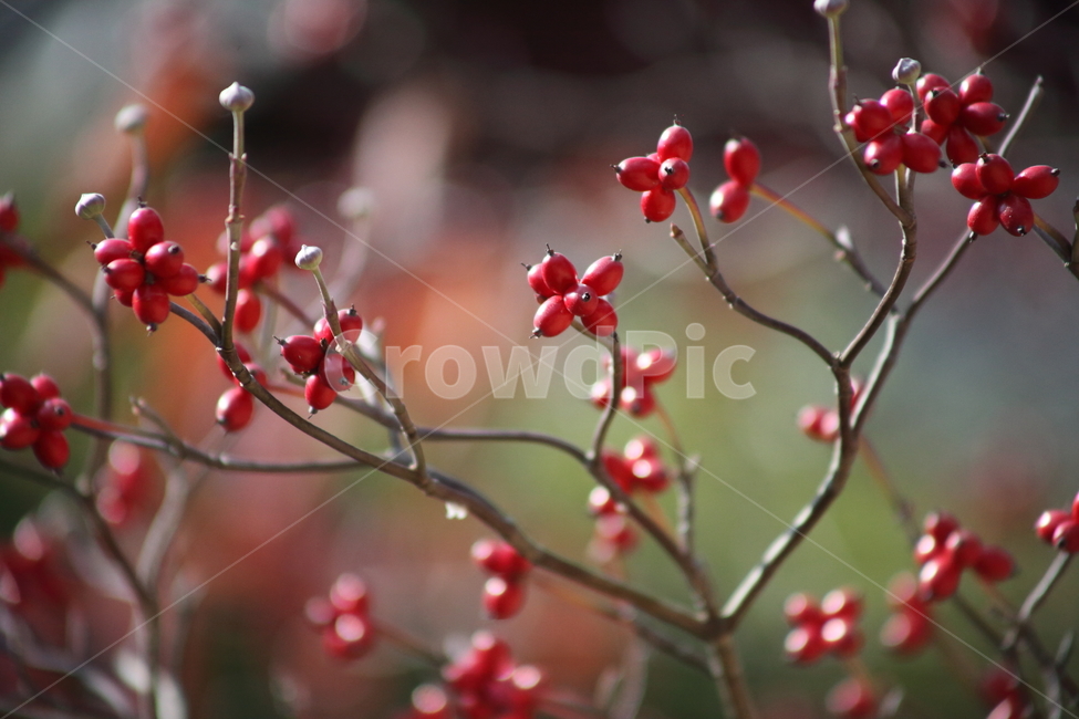 꽃산딸나무,열매,빨강,가을,floweringdogwood,식물,자연,plants,nature,과일,열매,fruit