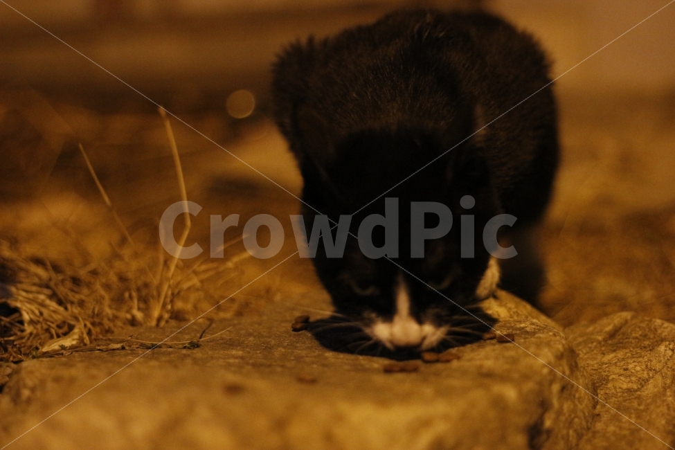 고양이,반려동물,유기묘,길냥이,애완동물,cat,pet,kitten,아기고양이,코숏,코리안숏헤어,동물,animal,캣맘,캣대디,동물,animal,고양이,cat,kitten,kitty,포유류,mammal