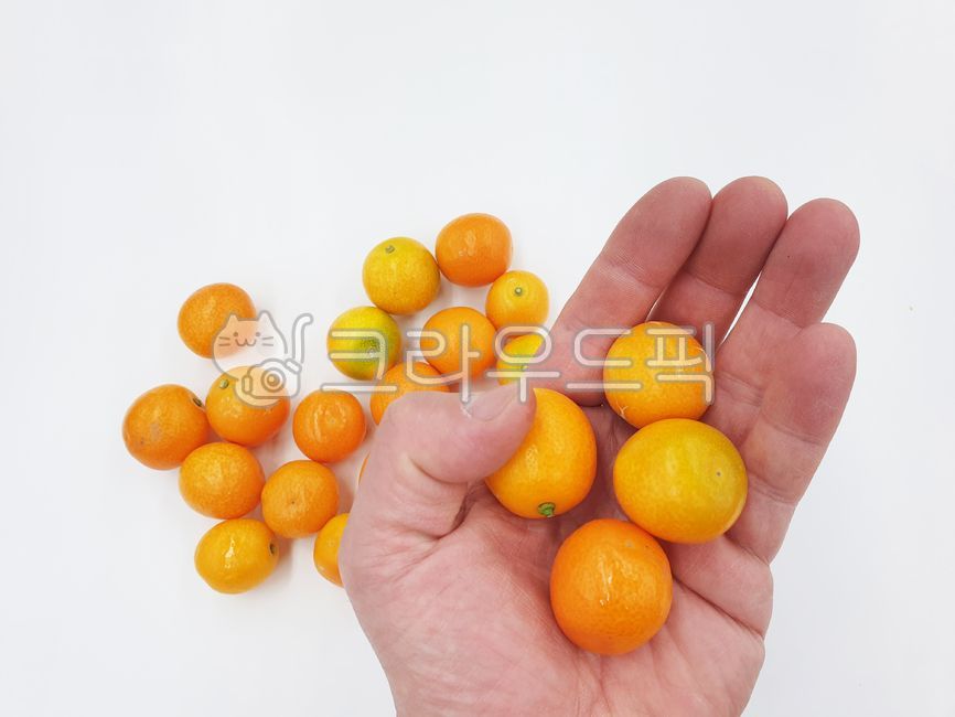 낑깡,금귤,감귤,감귤류,귤,제철과일,과일,mandarin,minimandarin,miniorange,fruit,plant,citrusfruit
