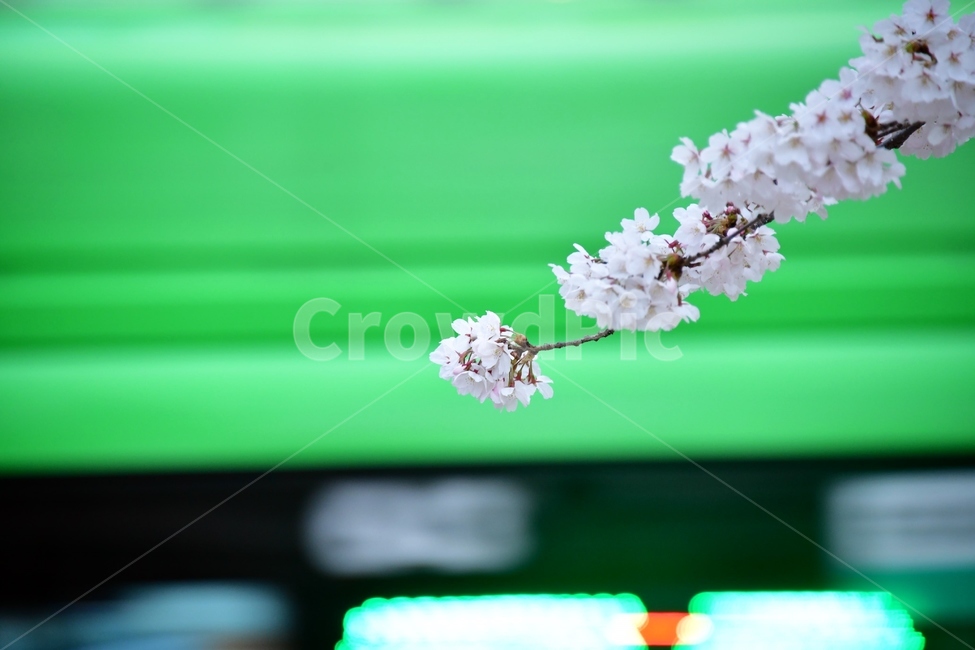 벚꽃,나무,plant,식물,버스,차량,꽃