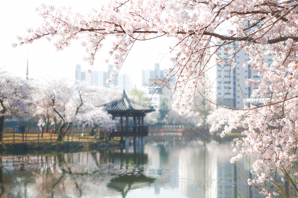 벚꽃,반영,풍경,자연,물,봄,계절,spring,season,도시,풍경,city,landscape,한국도시풍경,한국도시경관,korea cityscape,식물,자연,plants,nature,꽃,flower,plant,cherry blossom,blossom
