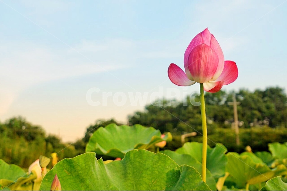 꽃,연꽃,경주연꽃,경주,여름,불교,여름꽃,꽃봉오리,여행,저녁노을,연잎,식물,자연,plants,nature,꽃,flower