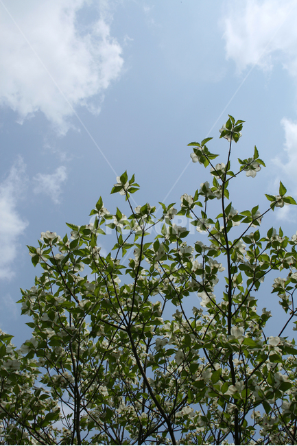 식물,flower,꽃,산딸나무,나무,하늘,구름,식물,자연,plants,nature,꽃,flower,나무,trees,wood