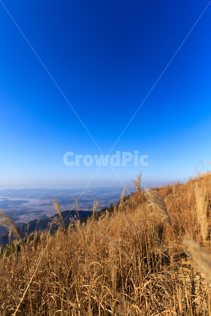 오서산,하늘,산,풍경사진,가을,고원,자연,갈대,가을,계절,fall,autumn,season,자연,풍경,nature,landscape