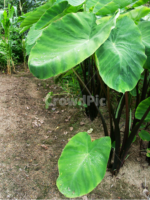 토란,채소,토란잎,야채,토란재배,식물,자연,plants,nature