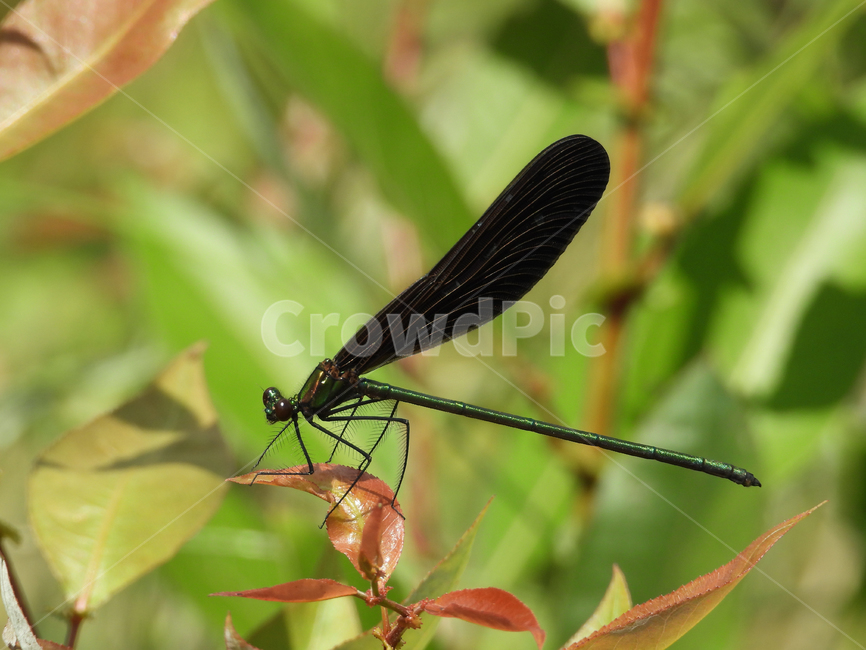 잠자리,곤충,벌레,물잠자리,자연,곤충,벌레,insect,bug
