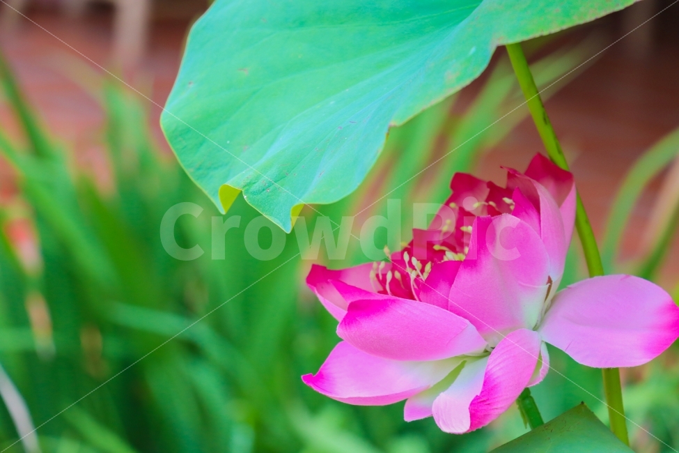여행,연꽃,플라워,flower,식물,자연,꽃,neture,식물,자연,plants,nature,꽃,flower,색깔,색상,색채,색감,color sense,color sensitivity,feeling of color