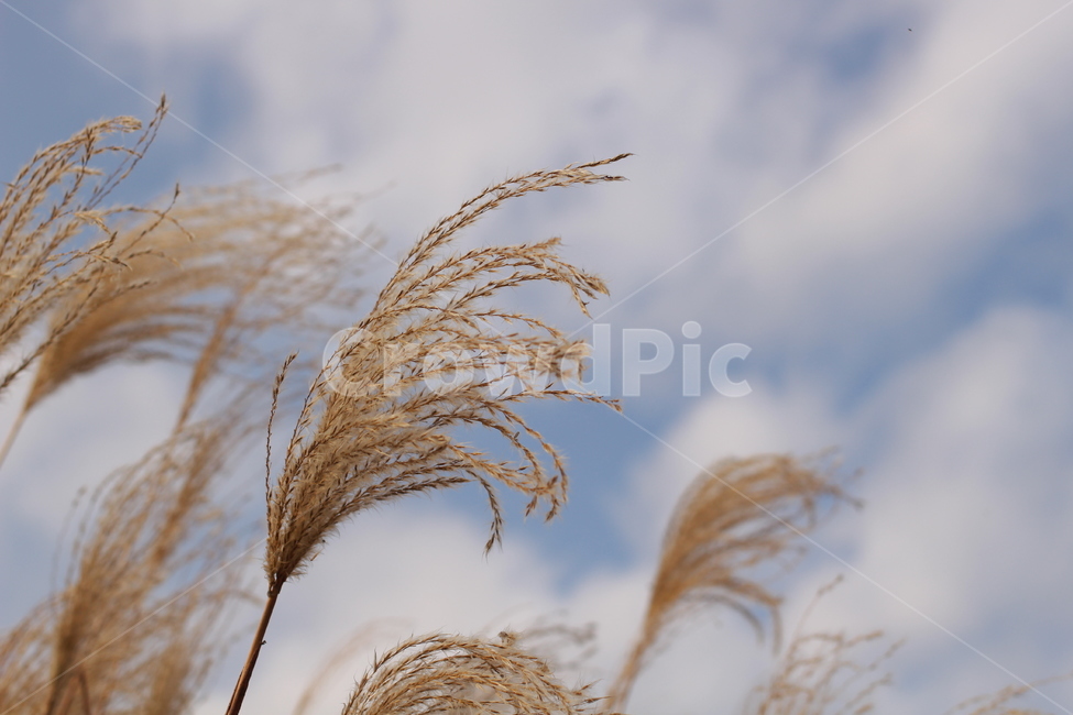 가을,갈대,하늘,가을하늘,구름,가을,계절,fall,autumn,season,grass,잔디,plant,식물,lawn