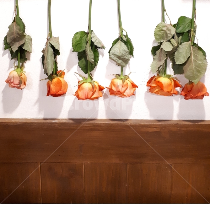 장미,주황,분위기,분위기있는,rose,빈티지,멋스러운,멋스런,plant,식물,장식,디스플레이