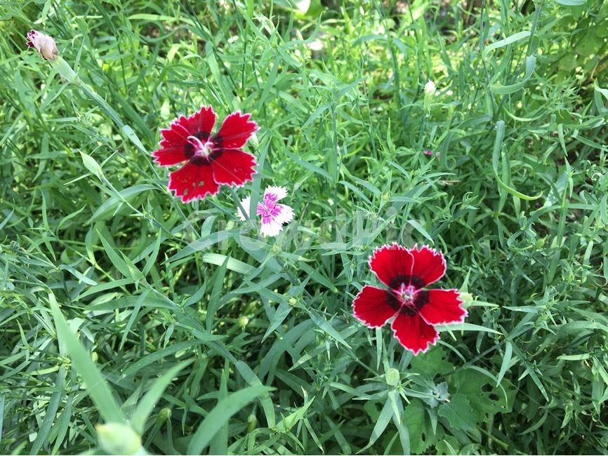 꽃,빨간꽃,두송이,들꽃,꽃잎,야생화,식물,자연,plants,nature,꽃,flower