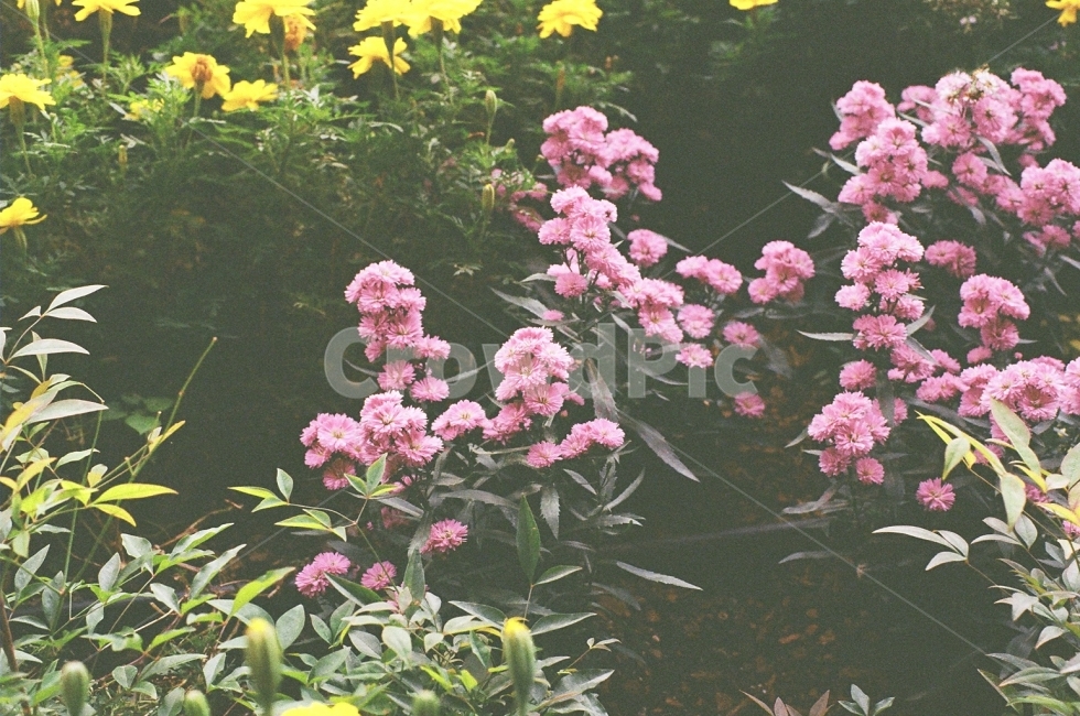 필름사진,감성사진,꽃,꽃사진,자연사진,식물,자연,plants,nature,꽃,flower,감성,sensible,feeling