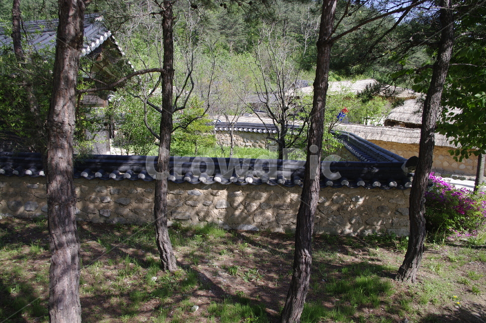 건축,전통건축,traditional,전통,기와지붕,담장,한옥,식물,plant,소나무,한국전통,한국문화,korean traditional,korean culture,건축물,건물외관,exterior,building,structure,architecture,construction