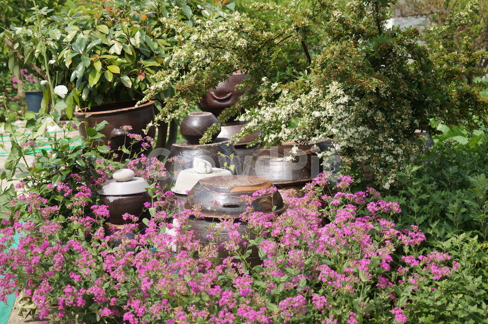 장독,장독대,풍경,야생화,꽃,시골풍경,한국전통,한국문화,korean traditional,korean culture,식물,자연,plants,nature,꽃,flower