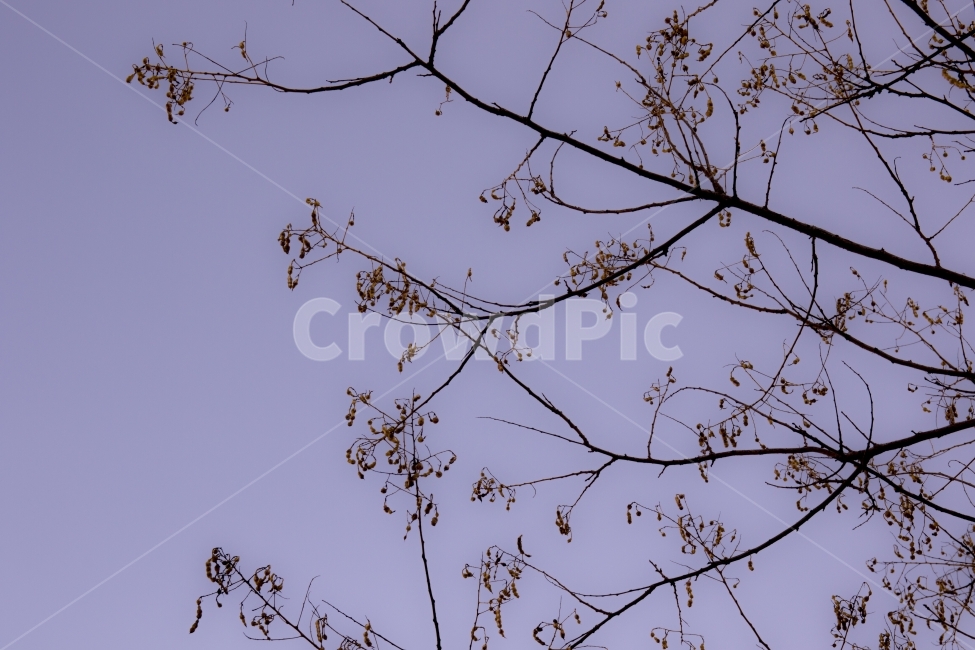 겨울,하늘,자연,감성,사랑,식물,자연,plants,nature,나무,trees,wood