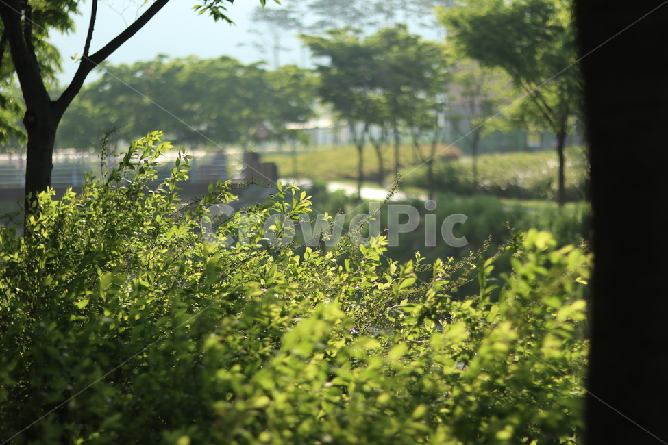 조팝나무,봄,빛,아침,연두,자연,풍경,nature,landscape,한국자연풍경,한국자연경관,korea nature landscape,식물,plants
