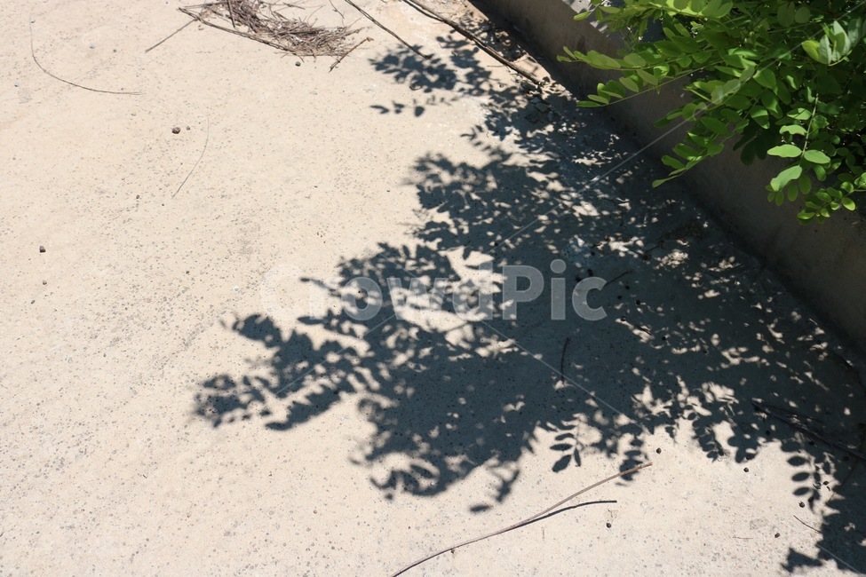 여름,햇빛,그림자,식물,초록,검정,감성,summer,natsu,sunlight,hizashi,shadow,kage,plants,shokubutsu,black,kuro,자연,풍경,nature,landscape