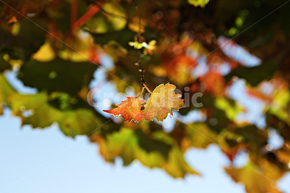 단풍,낙엽,잎,나무잎,가을,식물,자연,계절,색상,색감,칼라,가을,계절,fall,autumn,season,식물,자연,plants,nature,leaf,plant,tree,나무