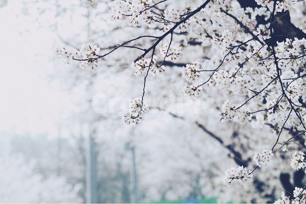 감성사진,봄,꽃,매화,사랑,감사,봄날,봄꽃,4월,벚꽃,튤립꽃,봄,계절,spring,season,식물,자연,plants,nature,꽃,flower,감성,sensible,feeling,plant,blossom