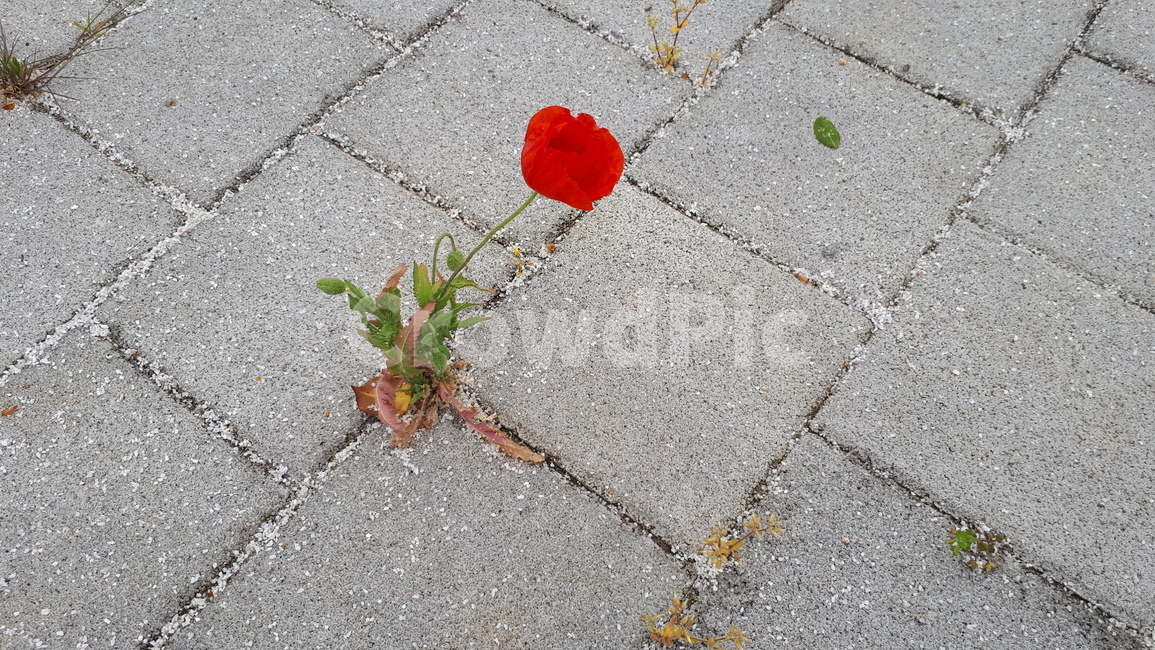 양귀비,생명력,보도블럭,한송이,빨간꽃