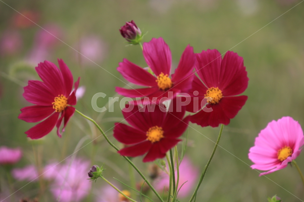 식물,꽃,코스모스,야생화,가을,가을,계절,fall,autumn,season,식물,자연,plants,nature,꽃,flower,plant