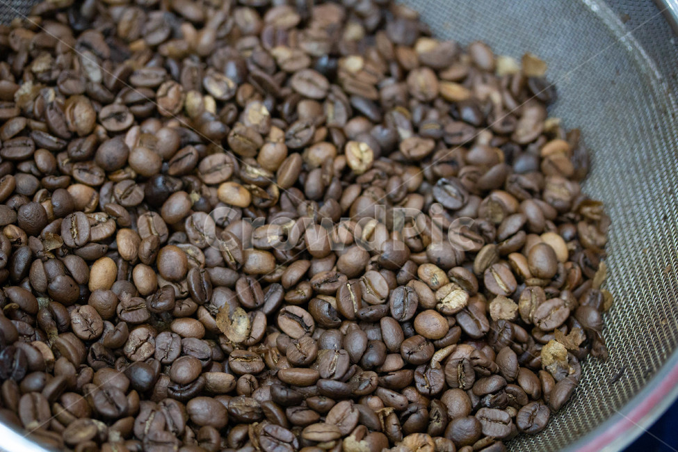 커피콩,원두,커피용구,음료수,화분,커피원두,plant,식물,야채,food,bean,콩,음식,커피,카페,coffee,cafe