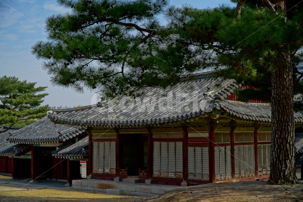창경궁,벚꽃,벚꽃나무,하늘,봄,서울,한국,대한민국,korea,spring,changgyeonggungpalace,palace,changgyeonggung,seoul,cherryblossom,tree,자연,nature,식물,plants,한국적인,한국자연,한국풍경,경치,landscpae,4월,april,봄꽃,구름,sky,cloud,왕궁,궁전,궁궐,한옥,조선시대,조선왕조,역사,히스토리,문화,문화재,history,정원,건물,건축물,한국전통,전통,한국문화,한국문화재,culturalproperties,culturalassets,한국전통,한국문화,korean traditional,korean culture,건축물,건물외관,exterior,building,structure,architecture,construction