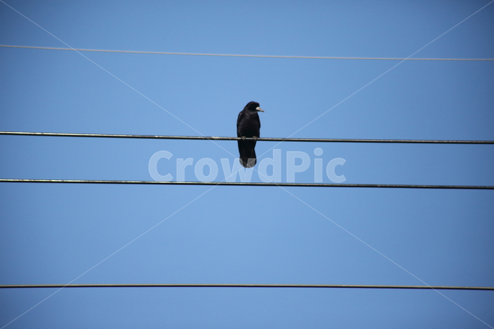 까마귀,새,조류,carrioncrow,bird,동물,animal,조류,새,birds