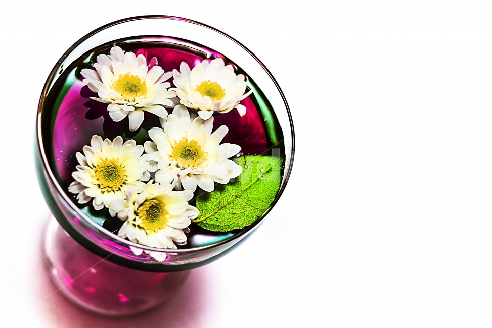 꽃,식물,glass,flower,wallpaper,식물,자연,plants,nature,꽃,flower