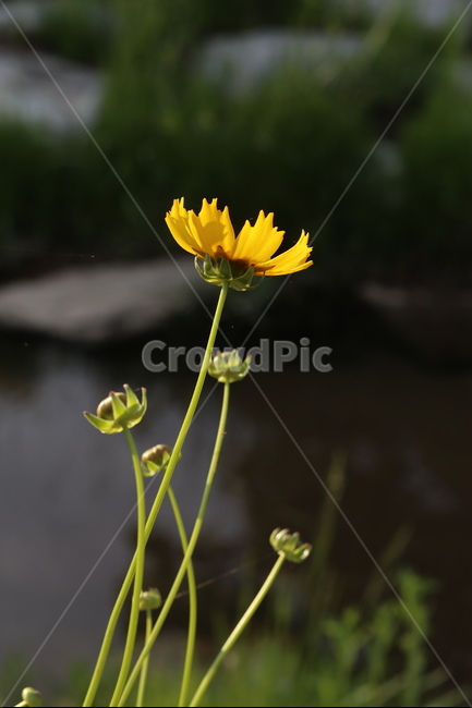금계국,풍경,노랑,봄,아침,자연,식물,자연,plants,nature,꽃,flower