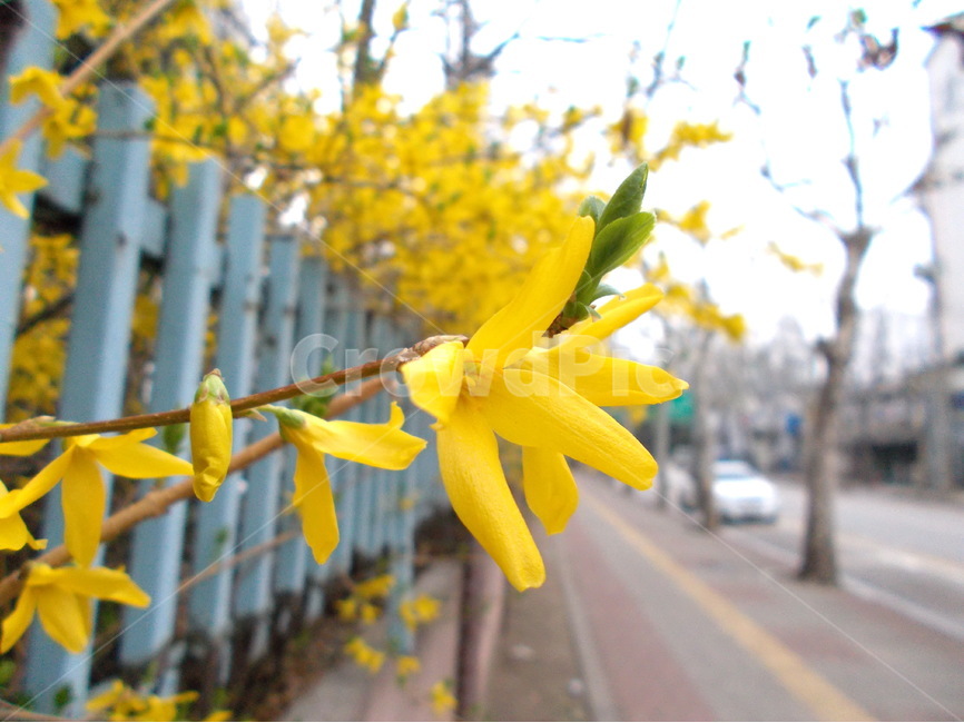 개나리,봄,노랑,새싹,울타리,봄,계절,spring,season,식물,자연,plants,nature,꽃,flower,plant