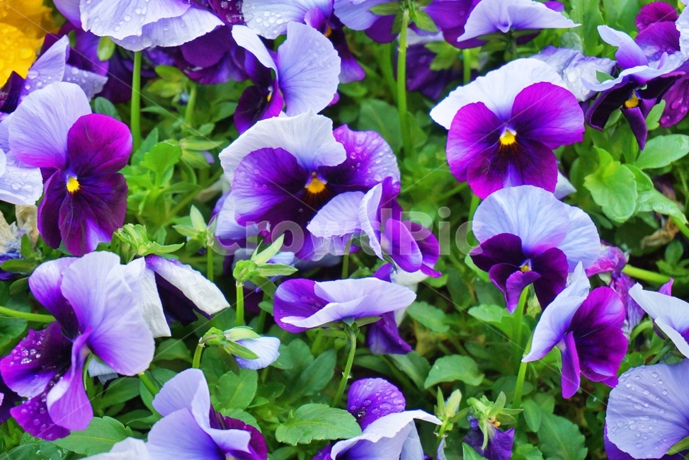 꽃,플라워,보라색,봄,flower,flowers,들꽃,화분,보라빛,spring,nature,자연