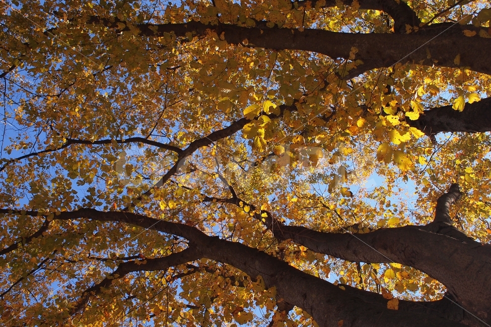 가을,단풍,낙엽,숲,나무,11월,만추,노란색,수채화,풍경,감성,가을,계절,fall,autumn,season,식물,자연,plants,nature,나무,trees,wood,tree,plant,tree trunk,나무 줄기