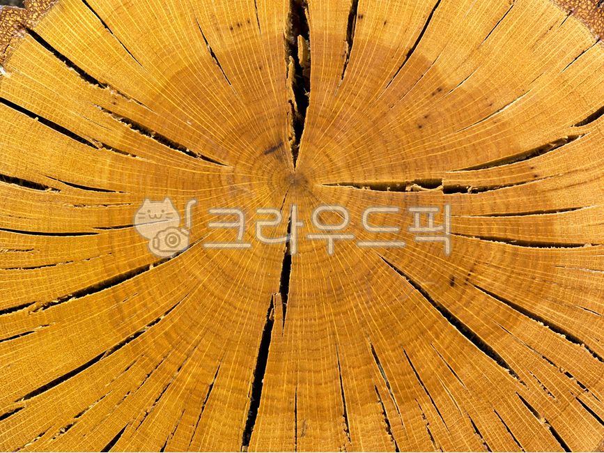 annual zone,tree background,tree,wood,timber,oak tree,Oak tree cross section,design background,cross section of wood,ornamental