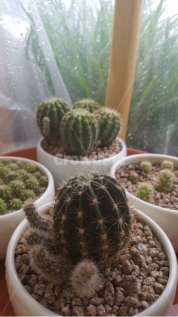선인장,다육이,다육식물,선인장다육이,애기선인장,작은선인장,비오는날,식물,자연,plants,nature