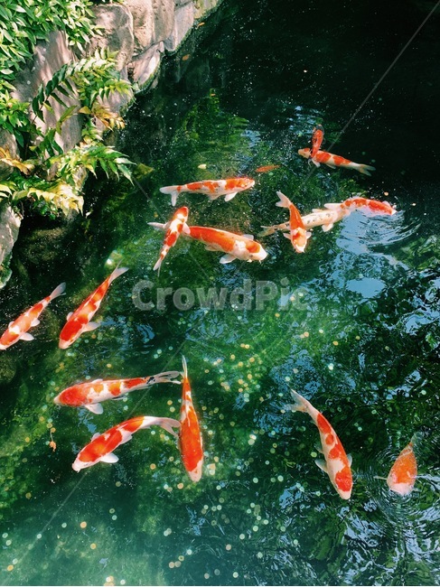 잉어,햇살,자연,연못,물고기