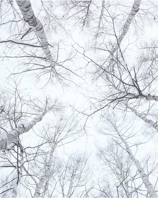 나무,tree,숲,forest,겨울,winter,하늘,sky,배경,landscape,자연,nature,일본,japan,훗카이도,hokkaido,삿포로,sapporo,비에이,biei,자작나무,겨울,계절,winter,season,자연,풍경,nature,landscape,식물,plants,나무,trees,wood,plant,outdoors,옥외