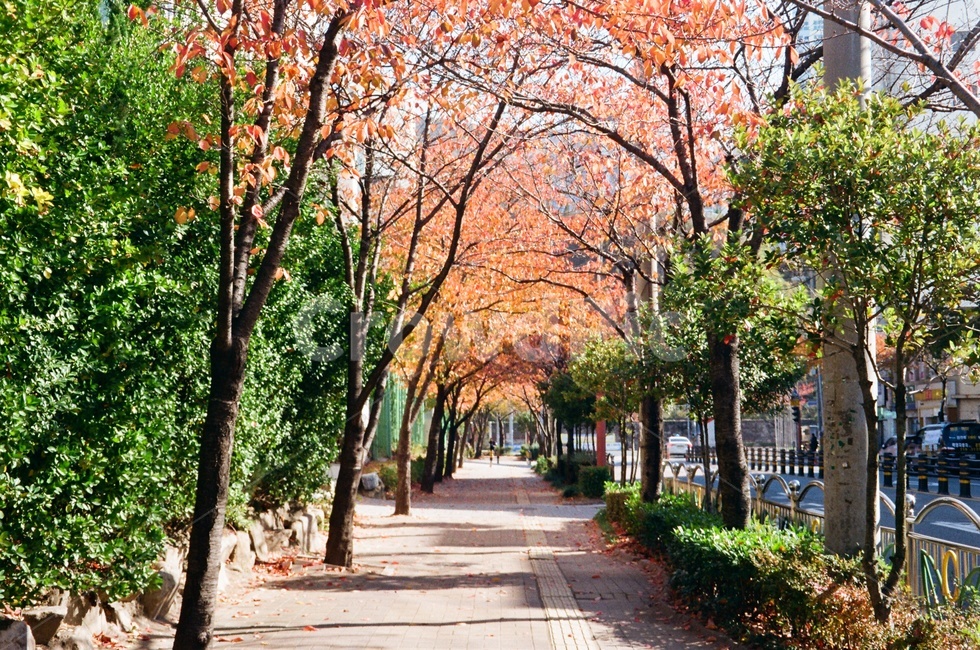 식물,나무,길,road,tree,outdoors,야외,가을,계절,fall,autumn,season