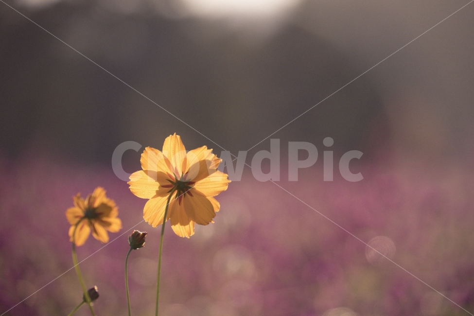 코스모스,감성,따듯함,꽃,가을,fall,flower,가을,계절,fall,autumn,season,식물,자연,plants,nature,꽃,flower,휴식,힐링,rest,relaxation,healing,감성,sensible,feeling,plant