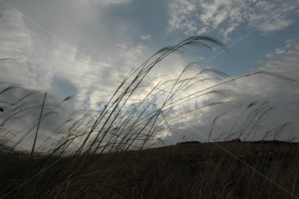grass,plant,식물,lawn,잔디,reed,갈대,jejuisland,제주도,autumn,가을