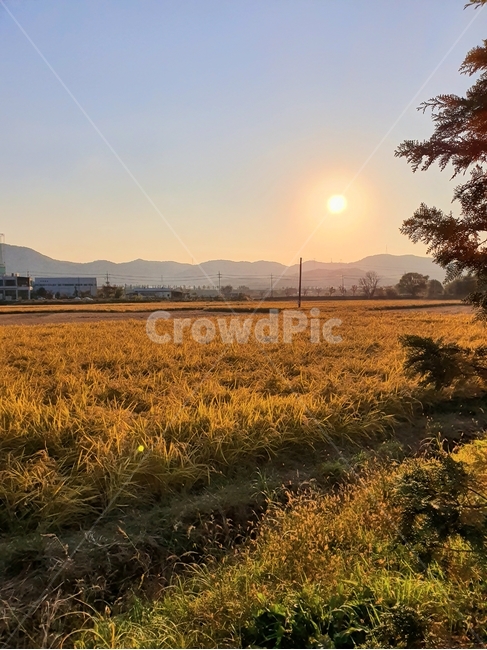 nature,자연,grassland,들녘,가을,autumn